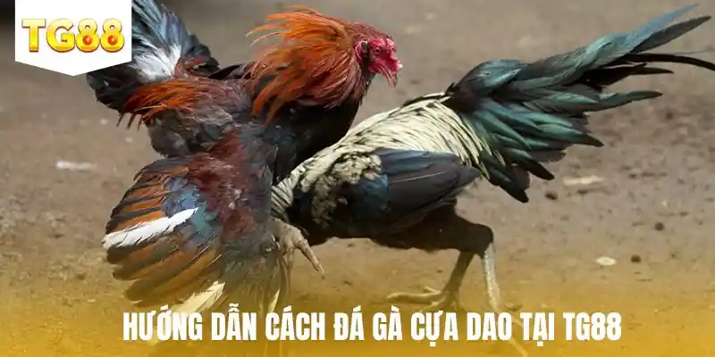 Hướng dẫn cách đá gà cựa dao tại TG88